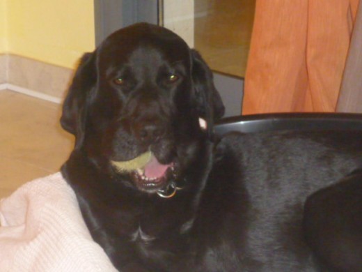 Este es ZEUS un labrador con una patita amputada, recogido de un refugio de animales, pero feliz como el k mas